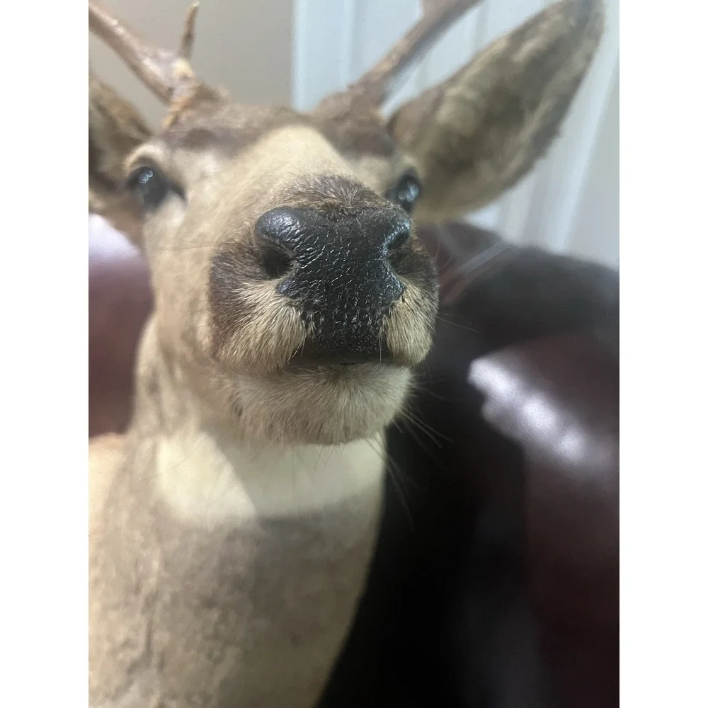 Montana Mule Deer Taxidermy Shoulder Mount For Sale